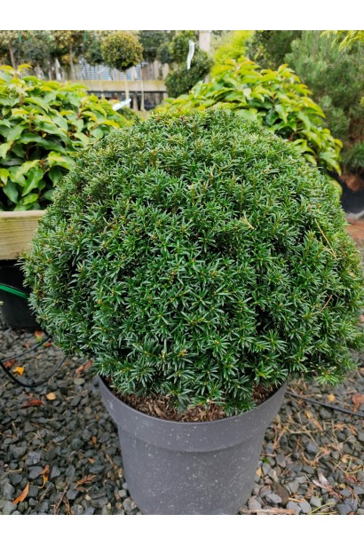 Тис ягідний Топіар Куля саджанець